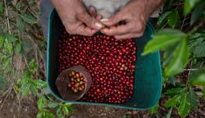 El precio de referencia interna del café llegó a máximos que no alcanzaba desde 2022