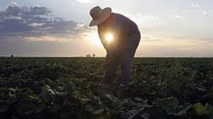 Se otorgarán más de $54.130 millones en subsidios para quienes aseguren su cultivo