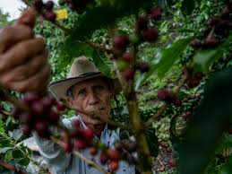 Nespresso lanza el primer café listo para vender en lata endulzado con miel en EE.UU.