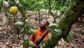 La Unión Europea propone un retraso de 12 meses en regulación de la deforestación