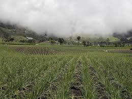 El Gobierno Nacional anuncia la entrega de tierras para acelerar la Reforma Agraria