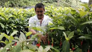 Exportación de café creció 16,4% en el primer semestre de 2024 comparado a 2023