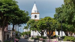 Que haya menos árboles en Valledupar ha reducido gravemente la variedad de aves