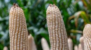 Los desafíos que enfrentan los cultivos de cereales, leguminosas y soya con las lluvias