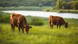 Colombia levanta la restricción de carne importada de EE.UU. después de cinco meses