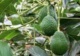Las exportaciones de aguacate Hass subieron 36,1% en agosto con 8.643 toneladas