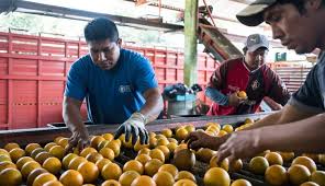 Señales de recuperación de producción de naranjas, frenadas con la llegada de Milton