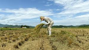 Colombia es la octava economía latinoamericana en donde pesa más la agricultura
