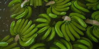 “En total, el año pasado se exportaron cerca de 900.000 toneladas de banano local”