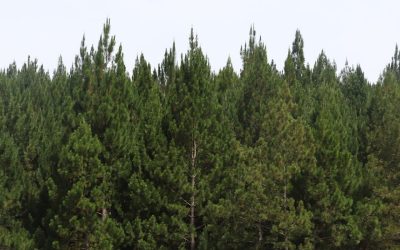 Minagricultura hace un llamado a reforestadores del país a registrar plantaciones comerciales de madera