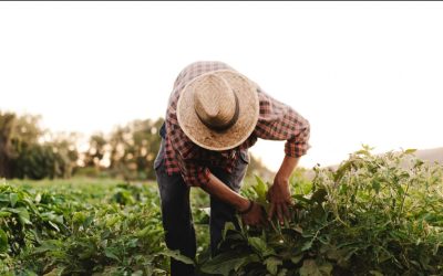 Colombia: apoyo institucional a productores para mejorar la cadena