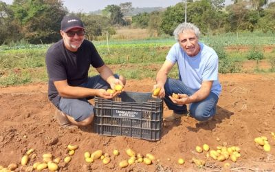 Brasil: desarrollo de variedades nativas avanza y ganan presencia en el mercado