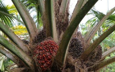 Colombia presenta alternativa sostenible en palmáceas en el marco de la COP16