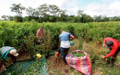 ¿Es viable la compra estatal de hoja de coca que propuso Petro?
