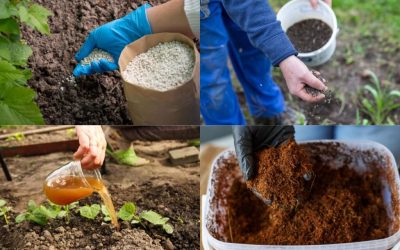 Impacto de los fertilizantes orgánicos en el carbono del suelo