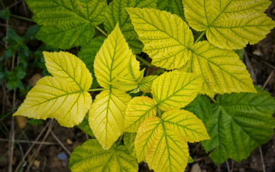 Tips para corregir la deficiencia de nitrógeno en tus plantas