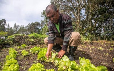 COP16: este es el Tratado Internacional de Semillas de la FAO, del cual Colombia ya es un país miembro