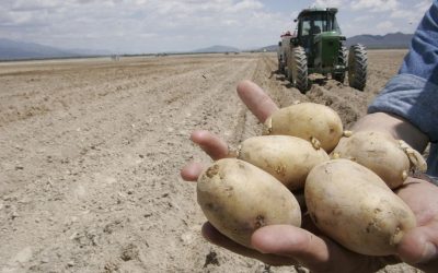 México: productores piden reforzar controles sobre productos importados