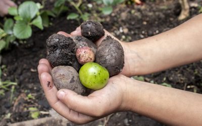 Reforma agraria y zootecnia, la unión que necesita el campo colombiano
