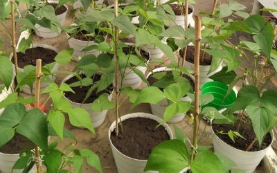 Fríjol crece más con abonos verdes como el maní forrajero