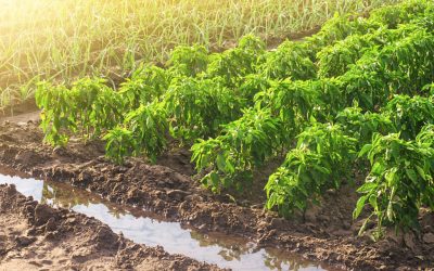 Cambio climático y más embalses