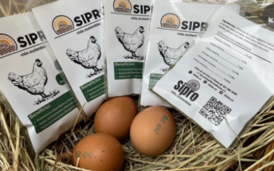 La harina hecha de insectos, la innovadora opción más sostenible para los alimentos