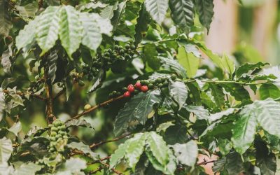 Las exportaciones del campo continúan creciendo: en septiembre aumentaron 24,7% en valor y 23,4% en volumen