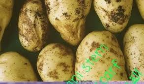 Manejo y prevención de la enfermedad de la sarna negra en el cultivo de la papa