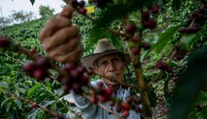 La producción de café que se dio en octubre fue la más alta que se registró en tres años