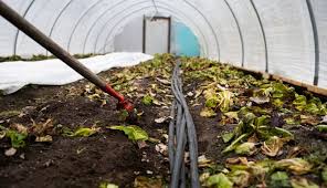 ¿Cuál es la técnica de siembra que puede usar en sus cultivos para más rentabilidad?