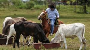 El Banco Agrario lanza EcoGanadería, la línea de crédito para promover sostenibilidad