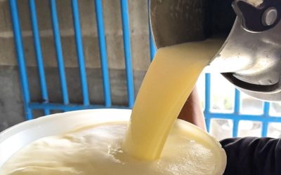 MinAgricultura invita compradores y procesadores de lácteos a inscribirse y beneficiarse del incentivo al almacenamiento de leche
