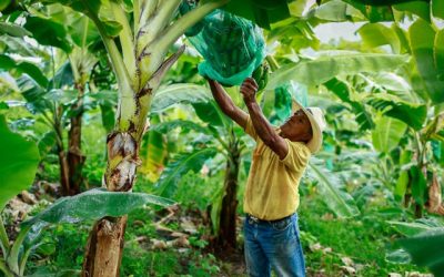 El sector agropecuario empleó a 3,2 millones de personas en septiembre: aumentó en 97 mil ocupados