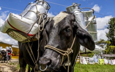 MinAgricultura destina $2.000 millones para incentivo al almacenamiento de lácteos: así se puede inscribir
