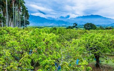 Guanábana: La fruta tropical que está revolucionando el sector agropecuario