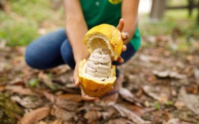 Cacao: por qué sería un sector clave para la economía nacional