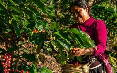 Colombia vs. América Latina: cómo está el país frente a la región en producción de café