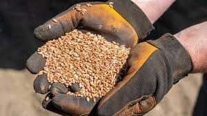 El uso de las semillas mejoradas en el campo puede proteger sus cultivos de la lluvia