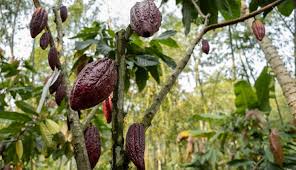 El Ministerio de Agricultura escogió las nueve muestras para los Cacao of Excellence