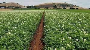 Nanotechnology transforming potato farming: Small particles, big impact