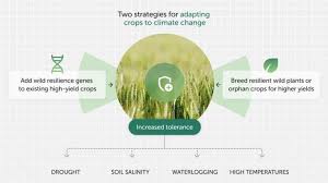 La edición genética y la domesticación de plantas son esenciales para proteger el suministro de alimentos en un clima que empeora, afirman los científicos