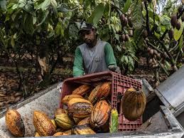 El balance final de la subida histórica del cacao y su panorama mundial para el 2025