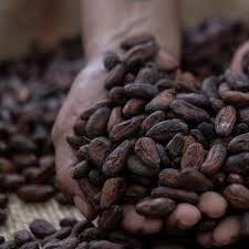 Caída del cacao: preocupaciones por la demanda eclipsan escasez de suministros