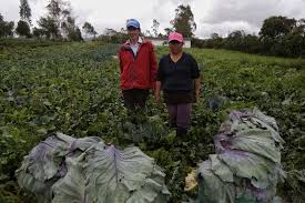 Los avances que han tenido las Áreas de Protección para la Producción de Alimentos