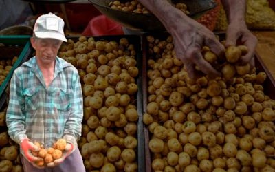 Don Beto, el campesino paisa que pide ayuda para vender su cultivo de papa criolla y no perder su inversión