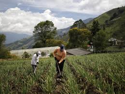 La población campesina continúa con algunas brechas frente al mercado laboral