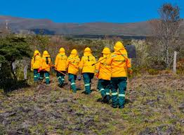 Gracias a las brigadas forestales se han controlado incendios en más de 10.200 hectáreas