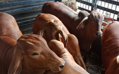 Colombia se une al Grupo de Expertos de la OMSA para el control del Gusano Barrenador del Ganado