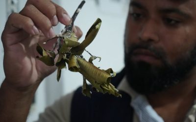 En Providencia, el ICA, AGROSAVIA y la Secretaría de Agricultura y Pesca municipal, le están ganando la batalla a la Cochinilla Acanalada, (Crypticerya multicicatrices Kondo y Unruh)