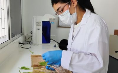 Expertas profesionales del ICA apoyan revisión de las metodologías analíticas de laboratorio del CIAT